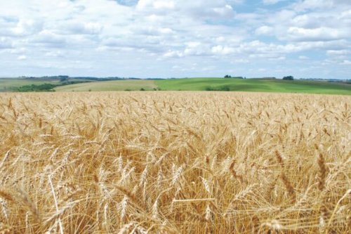 Leilões de apoio ao escoamento de arroz e trigo são marcados para o dia 22