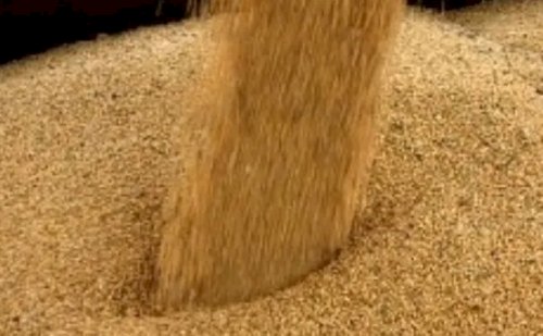 Preço do farelo de soja reage no fim de 2025 e volta ao maior nível desde abril