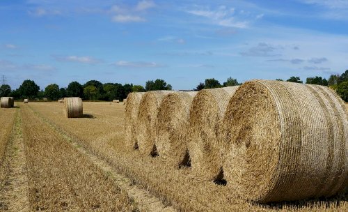 Brasil amplia acesso do agro a novos mercados com acordos fitossanitários