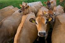 Produtora aposta na música para melhorar a produção de leite