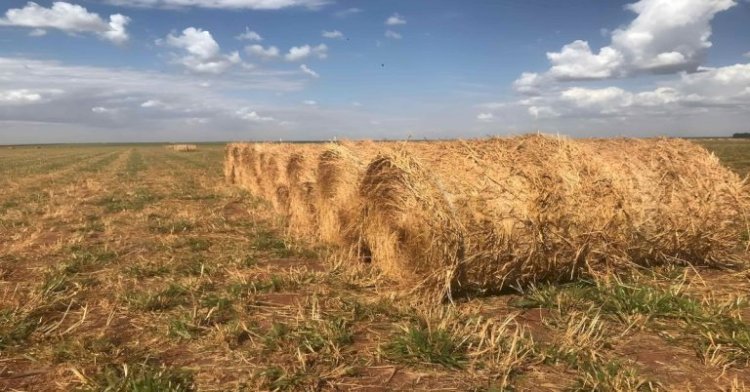 Marrocos e Iraque abrem seus mercados para feno do Brasil