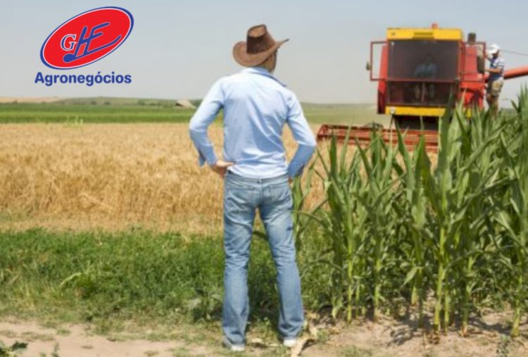 Milho silagem se recupera após retorno das chuvas