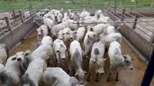 MT abate 7,46 milhões de bovinos em 2025, com destaque para animais com até 24 meses