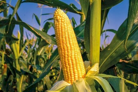 Mercado de milho mantém ritmo lento e preços mistos