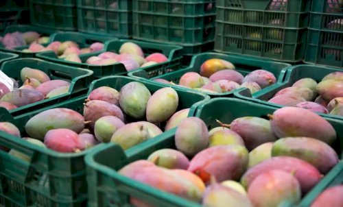 Brasil exporta US$ 1,45 bilhão em frutas em 2025 e renova recorde histórico