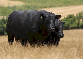 Novo selo premium promete turbinar o mercado de carnes especiais no Brasil