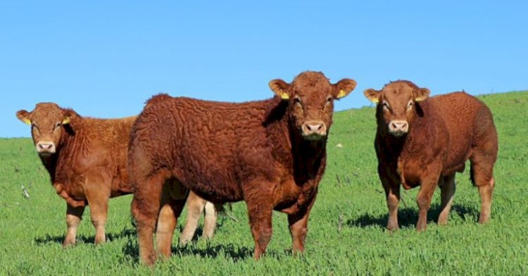 Raça Limousin passa a integrar Registro Genealógico da ANC