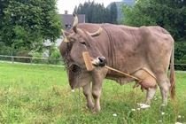 Vaca surpreende pesquisadores ao usar objeto de forma estratégica