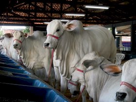 Animais da Expoinel Minas começam a chegar ao Parque Fernando Costa