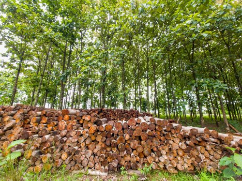 Plano estadual fortalece silvicultura e amplia base de florestas plantadas em Goiás
