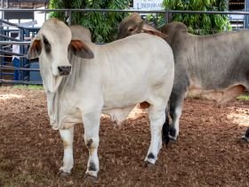 91ª ExpoZebu: inscrições para o julgamento Brahman a Campo já estão abertas