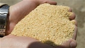 Processamento de soja atinge 13 mi de toneladas em MT