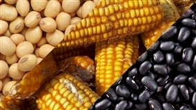 Safra de verão projeta 25,9 milhões toneladas no Paraná