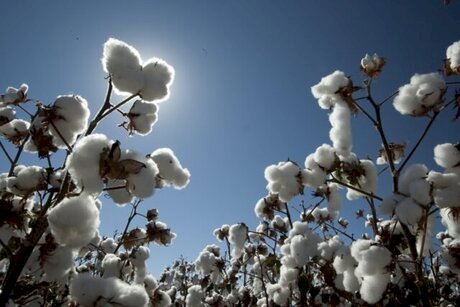 Algodão em pluma tem negociações lentas