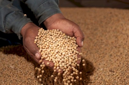 Soja compete por espaço nos silos