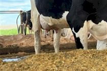 Ceará aposta em melhoramento genético para aumentar produtividade do leite