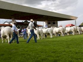 Expoinel Minas 2026 consagra Grandes Campeões no Parque Fernando Costa