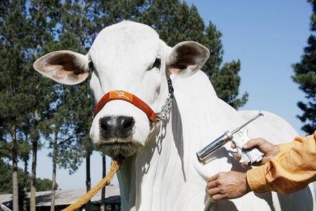 Vacinação contra brucelose bovina atinge recorde em Goiás