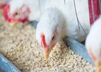 Exportações de frango são recordes para janeiro