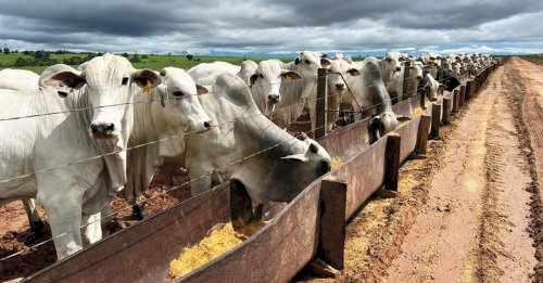 Reposição: no embalo do boi gordo, boi magro e bezerra desmama registram alta em SP
