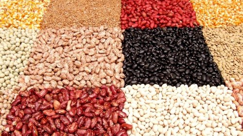 Santa Catarina confirma redução de área do feijão