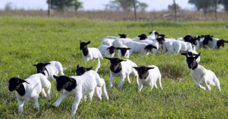 Registros de ovinos no Brasil sobem 5% em 2025, informa Arco