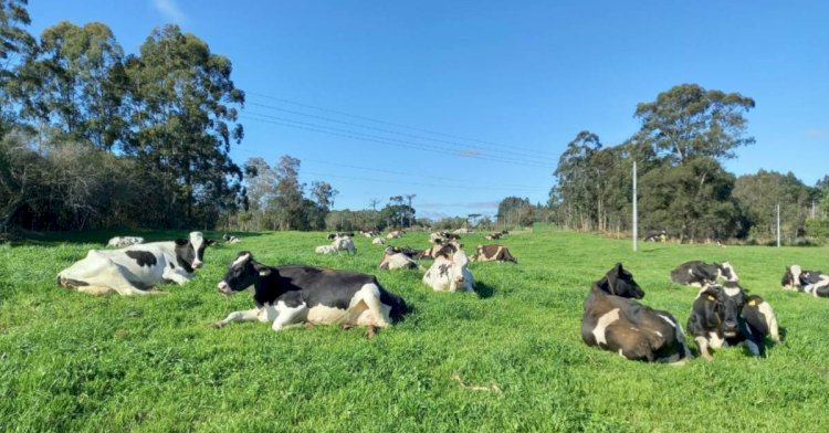 Vacas leiteiras de alta produção exigem manejo específico no verão