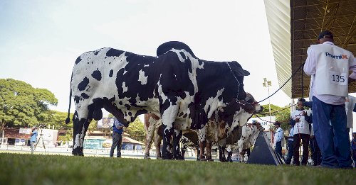 Expoinel Minas reuniu mais de 1.000 animais em Uberaba
