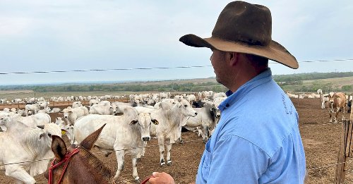 Mercado do boi gordo segue em clima de otimismo, favorecido pela boa demanda e baixa oferta