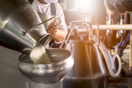 Pecuária de leite: vacas com genética adaptada produzem o triplo da média em Mato Grosso