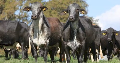 Cooperativas do Paraguai querem importar embriões da raça Girolando