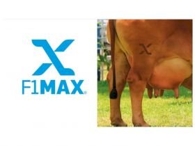 Zebu leiteiro: ABCZ cria Certificado F1 Max para identificar fêmeas com superioridade genética