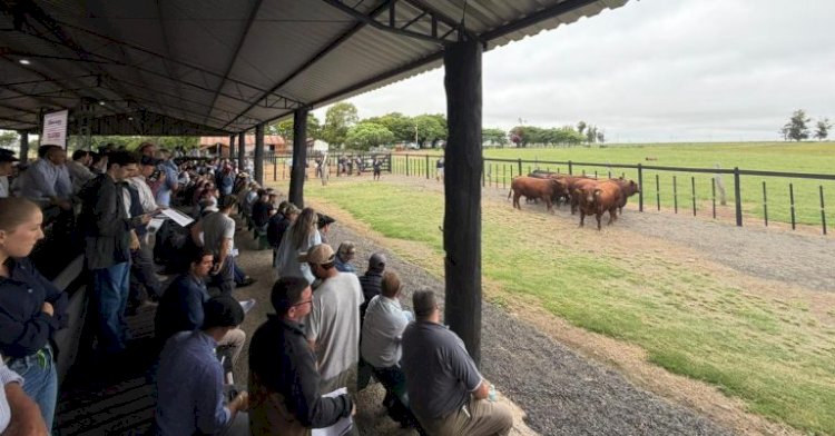 Congresso Mundial Brangus começa com visita a criatórios gaúchos