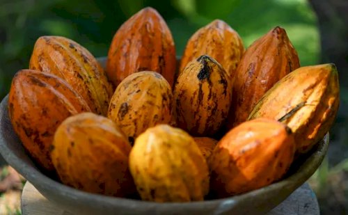 Governo encurta prazo para importação de cacau via drawback