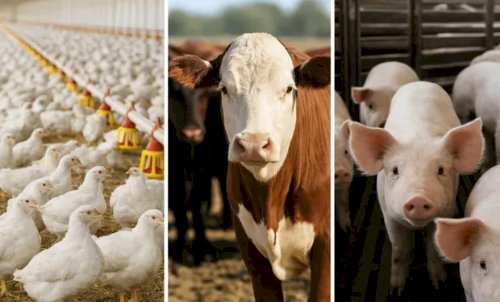 Quem mandou na pecuária em 2025? Veja os estados que lideram bovinos, frangos, suínos, leite e ovos