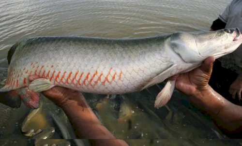 Ibama classifica pirarucu como invasor e acende alerta na piscicultura