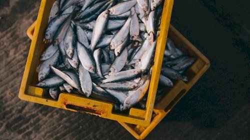 Salmonella é detectada em criações de peixes nativos do Centro-Oeste