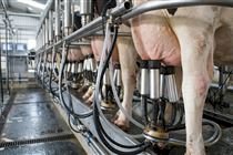 Cadeia do leite acompanha debate sobre propostas de redução da jornada de trabalho