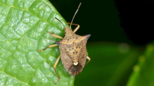 Percevejo-marrom ameaça lavouras de soja