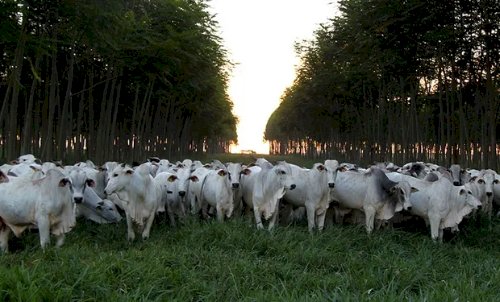 Gado cada vez mais jovem e pesado eleva a exigência nutricional: ‘boi do futuro será híbrido’, diz Cargill