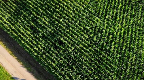 Praga do milho derruba safras pelo país