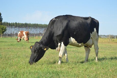 RS: temperaturas elevadas trouxeram estresse térmico a rebanhos de leite durante verão 2025/2026