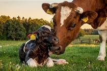 Febre do leite além do cálcio: o elo invisível com a imunidade das vacas