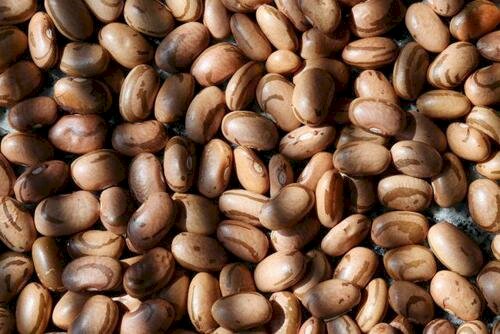 Lavouras de feijão têm desempenho irregular