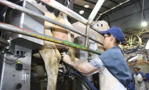 Preço ao produtor agropecuário cai quase 10% no 1º trimestre, aponta Cepea