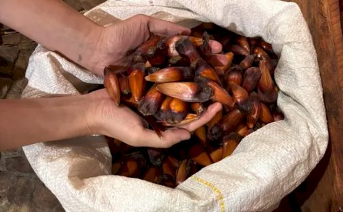 Governo de SP vai pagar até R$ 36 mil por produtor para salvar araucária da extinção