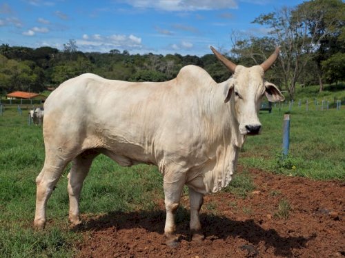 Goiás deve movimentar R$ 23,7 bilhões com bovinocultura em 2026