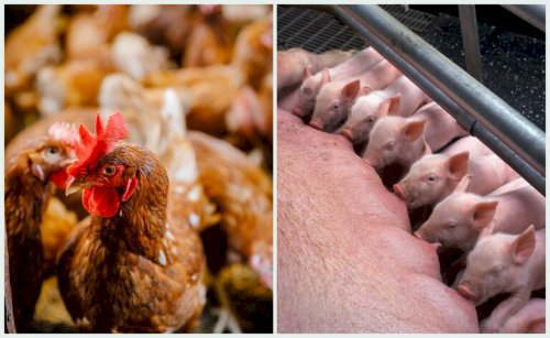 Genética impulsiona avicultura e suinocultura