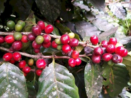 Café arábica segue com colheita lenta