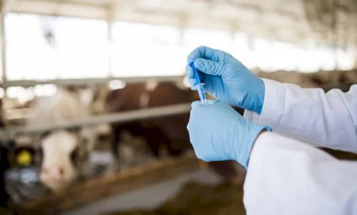 Governo proíbe antimicrobianos usados para crescimento animal